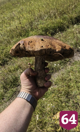 Саратовцы собирают в лесах груши и «разногрибье»  